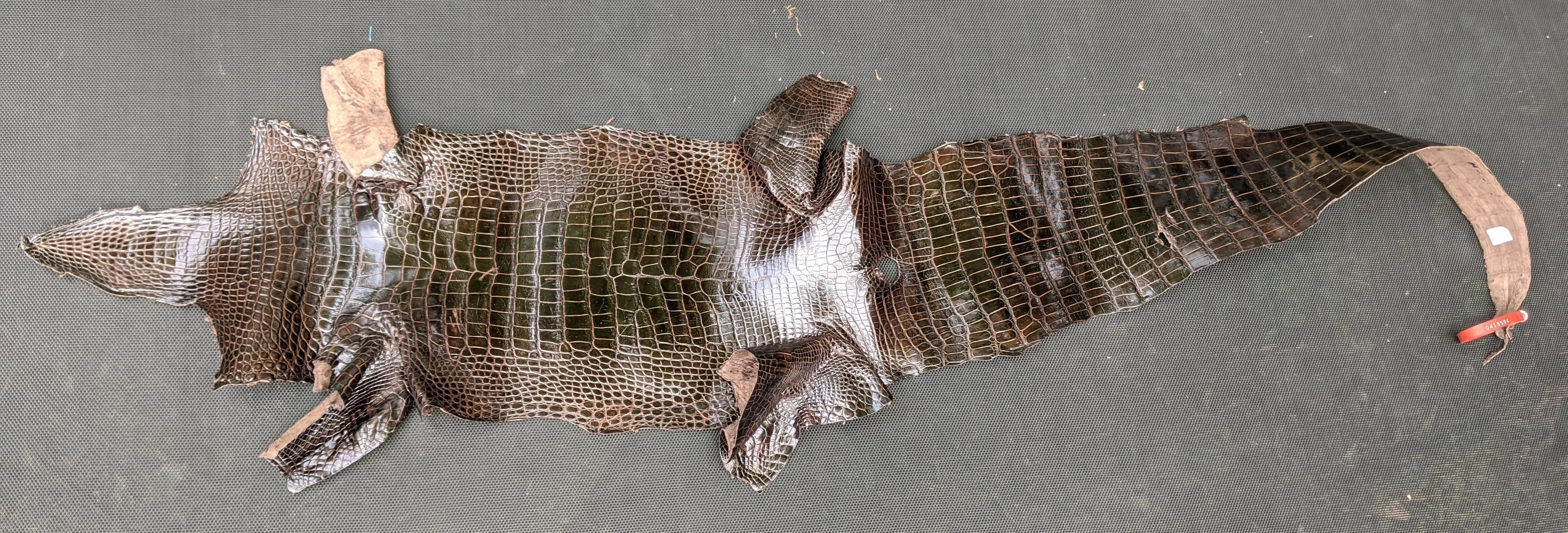 Alligator