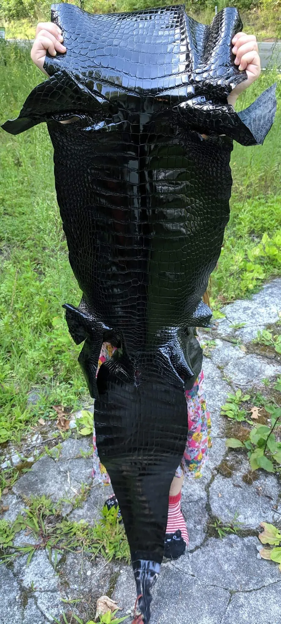Alligator